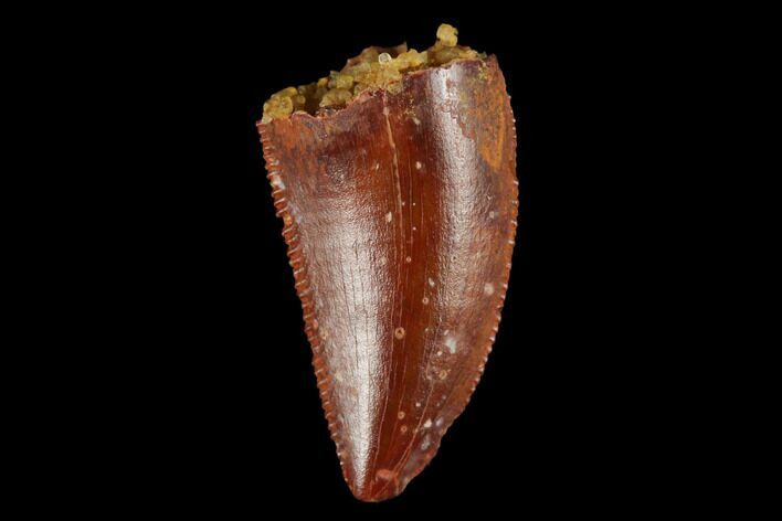 Serrated, Raptor Tooth - Real Dinosaur Tooth #173554